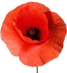 The red poppy