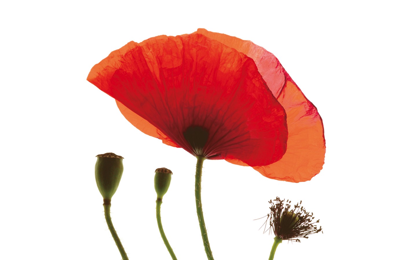 The red poppy