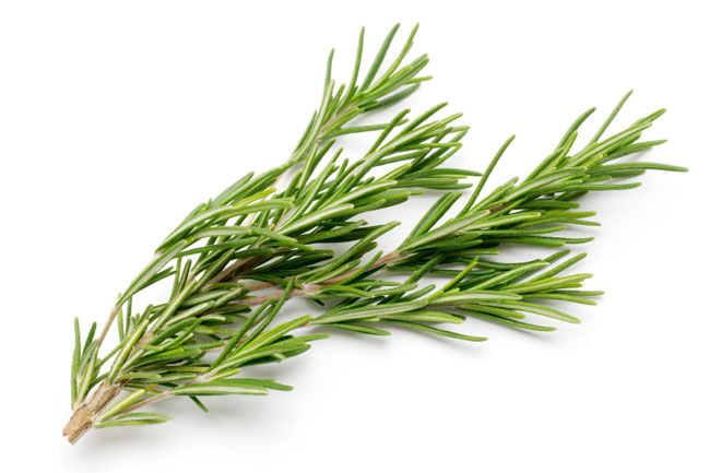 A sprig of rosemary