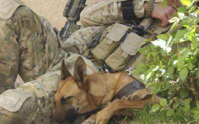 Xena: an EDD in Afghanistan