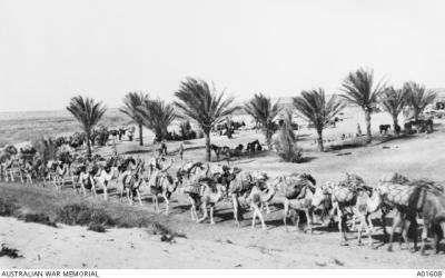 Camel lines carrying stores. Horses are resting under the palm trees in the background.