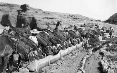 Watering horses from a canvas trough, 1918.