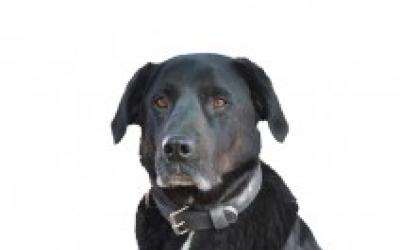 Sarbi, the Australian special forces explosives detection dog