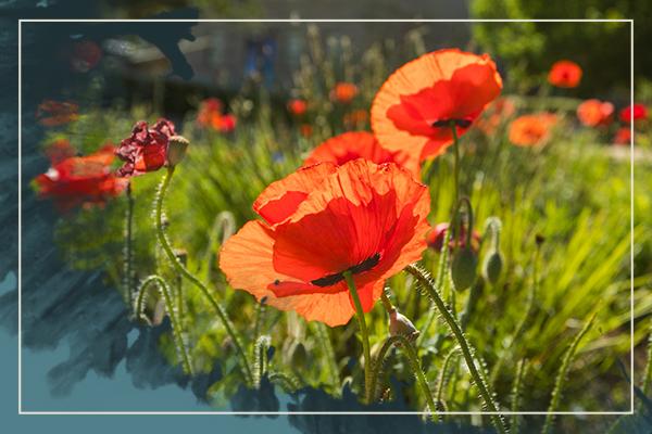 Poppies