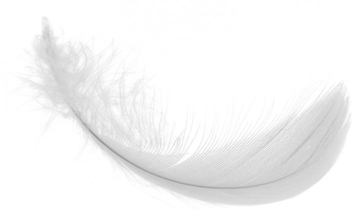 A white feather