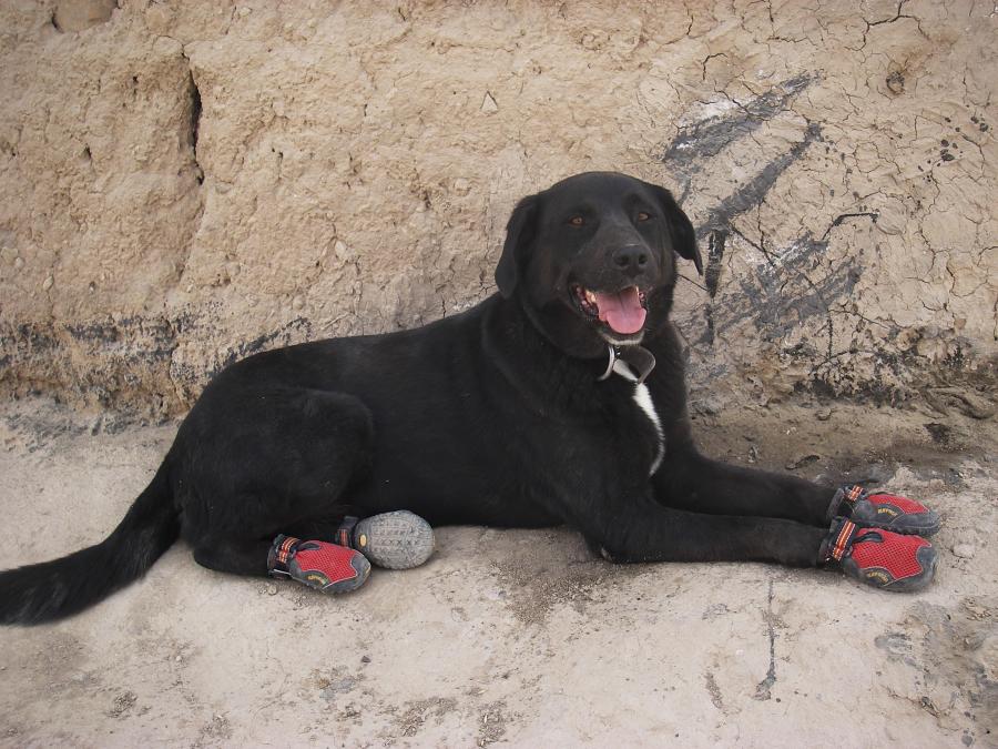 Explosive Detection Dog Sarbi rests during a patrol near Tarin Kot, Afghanistan, 2007