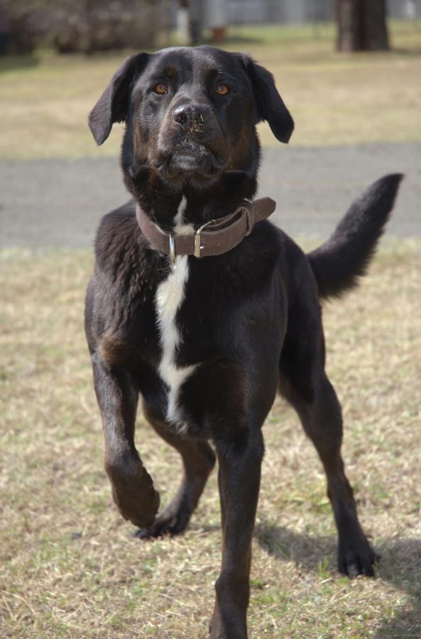 Sarbi during her training at the School of Military Engineering in Moorebank, Sydney, in 2006. (Image courtesy of the Department of Defence, 2006adfSME_001)