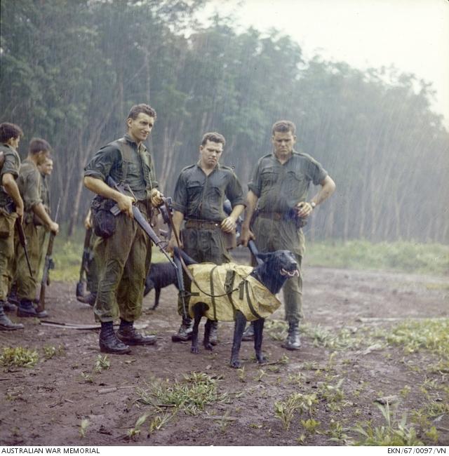 Tracker dogs Tiber (front) and Justin (rear) wait to carry out helicopter winching training with their handlers and soldiers from 7RAR in Nui Dat, 1967. EKN/67/0097/VN 