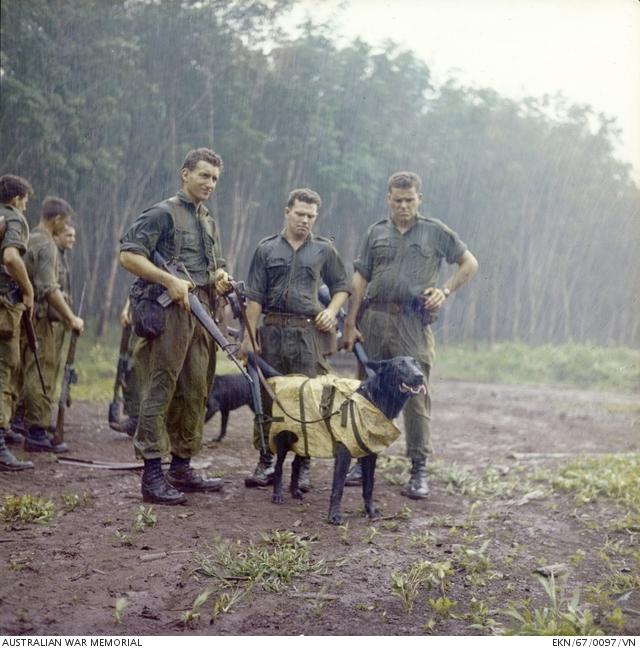 Tracker dogs Tiber (front) and Justin (rear) wait to carry out helicopter winching training with their handlers and soldiers from 7RAR in Nui Dat, 1967. EKN/67/0097/VN