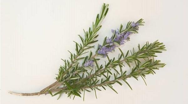 Find/plant some rosemary