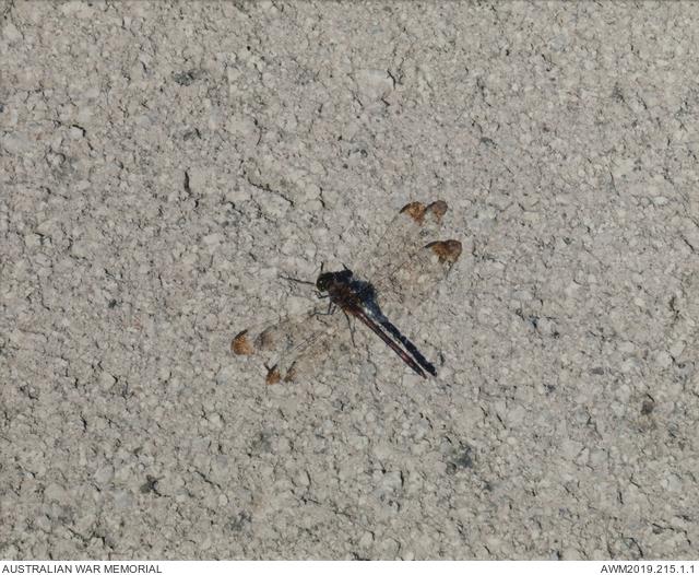 Towards a field of sleep: Anotogaster sieboldii aka General Dragonfly