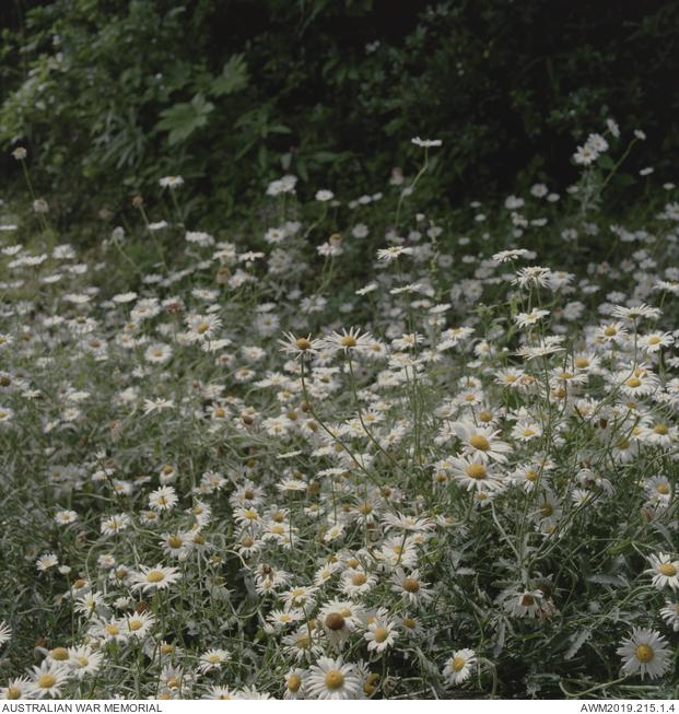 Towards a field of sleep: Summer Chrysanthemums