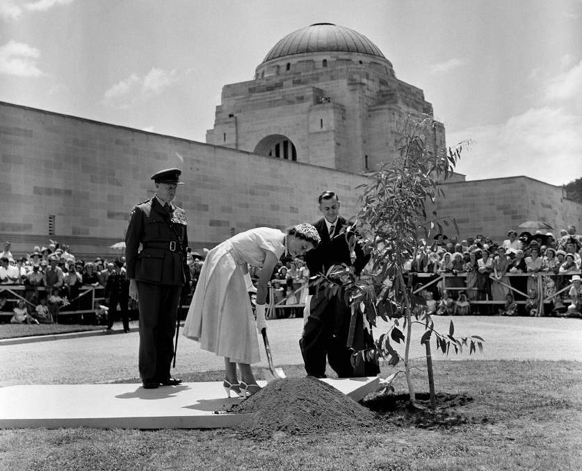 Queen Elizabeth II plants a tree at the Australian War Memorial on February 16, 1954. Picture: National Archives of Australia