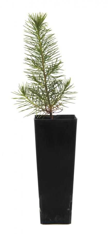Lone Pine forestry tube seedling
