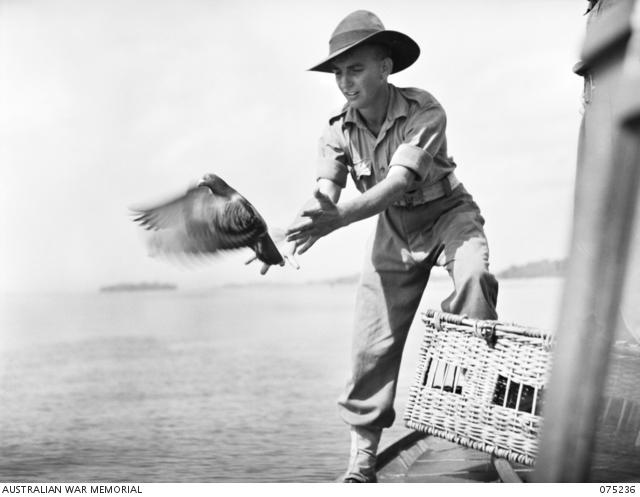 Pigeons at sea