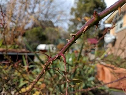 A rose bush in the garden of one of our objects conservators