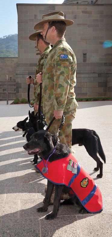 Explosive Detection Dogs at the Animals in War
