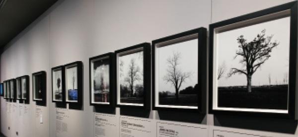 World War One Avenue of Honours exhibition