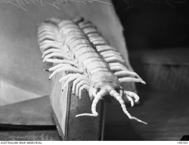 A centipede from New Guinea