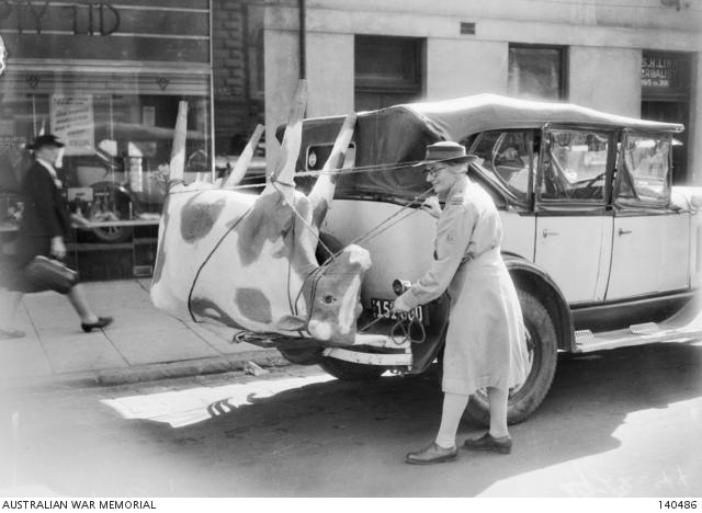 A papier-mache cow on Mrs Mellor's car.