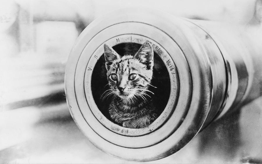 HMAS Encounter's mascot in the muzzle of a 6 inch gun.
