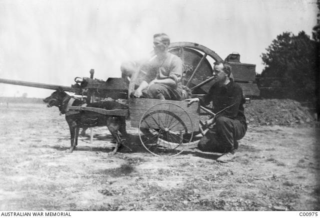 A German messenger dog captured by Australians in 1918.