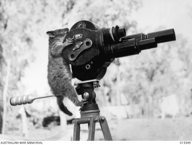 A pet ring tailed possum examines Department of Information movie camera.