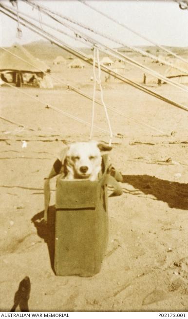 Horrie, the "Wog Dog", mascot of the 2/1st Machine Gun Battalion.