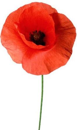 Ceramic poppies from the Tower of London’s Blood Swept Lands and Seas of Red centenary installation