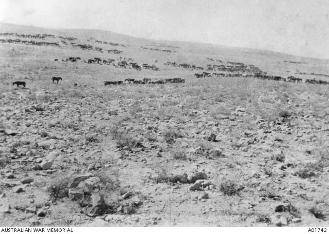 4th LH Brigade horses resting prior to charging at Beersheba