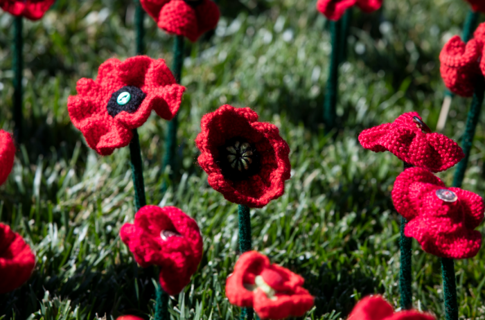 Close up shot of knitted poppies