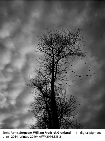 Trent Parke photograph of a tree